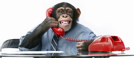 The Marketing Monkeys
